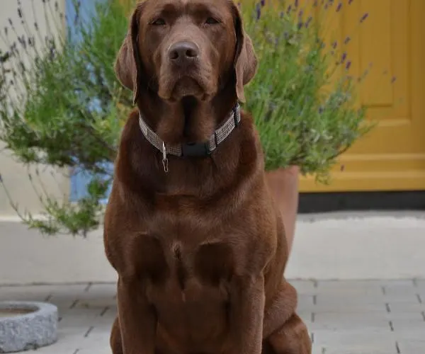 Albus Апарт-отель